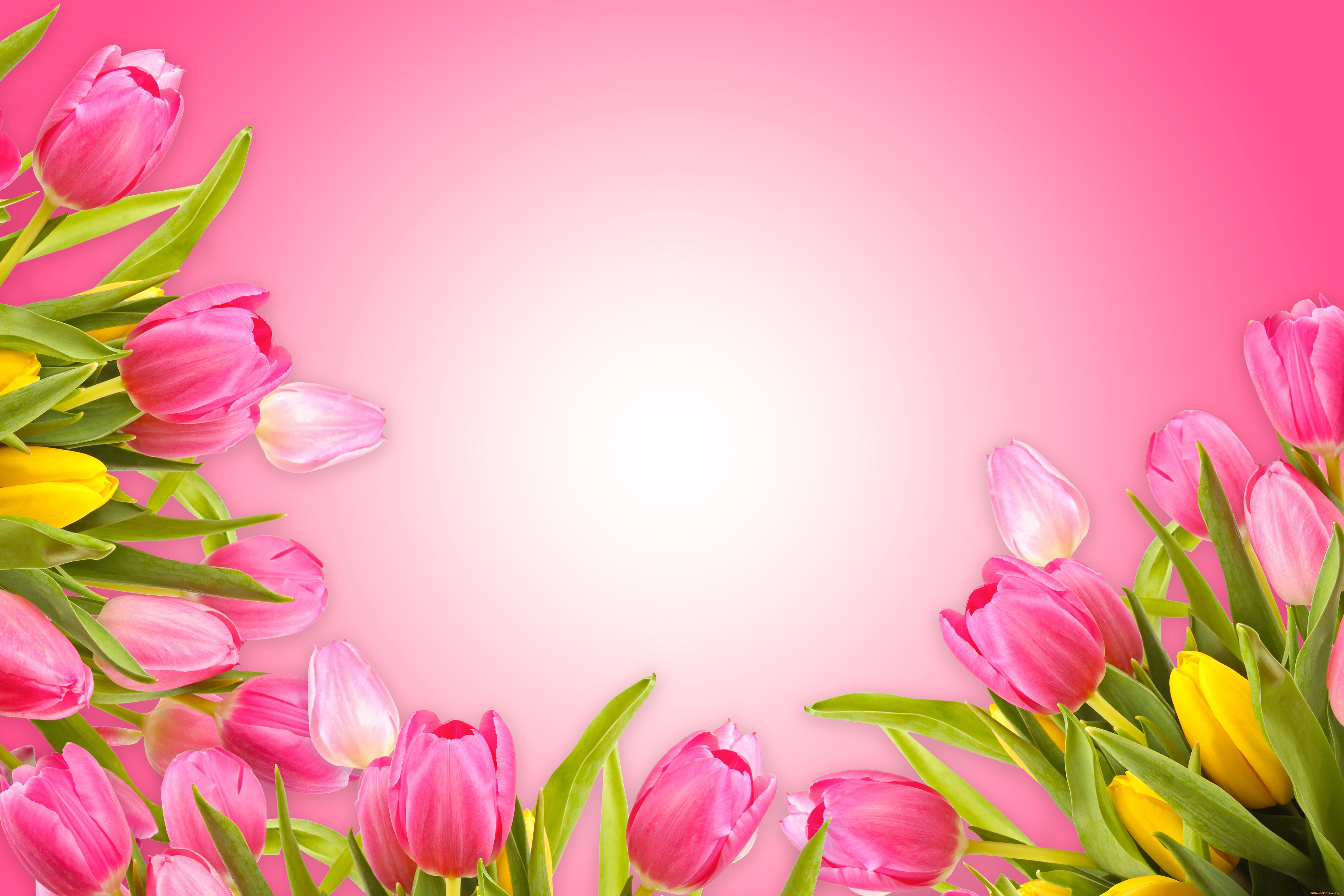 , , fresh, love, pink, , , romantic, tulips, flowers